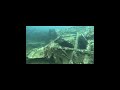 underwater Aruba!🇦🇼⛴️#shipwreck #shipwrecks #aruba #scubadiving #diving #underwater #shorts #scuba