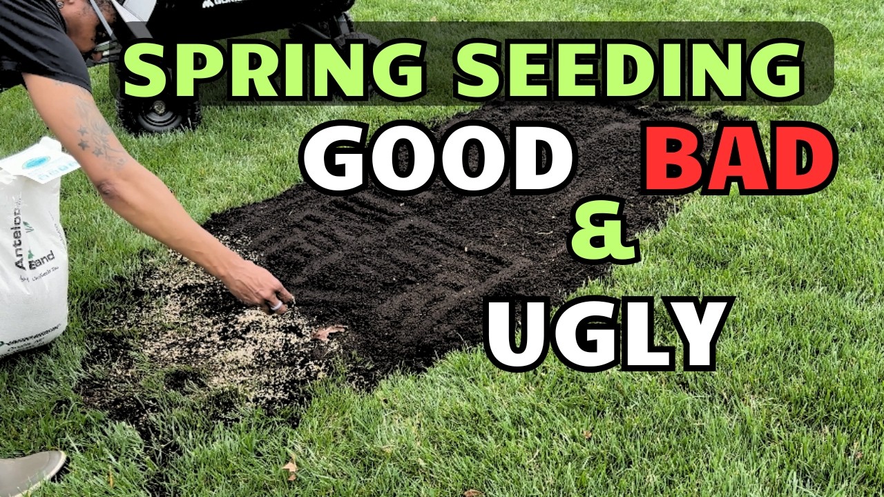 Spring Seeding Tall Fescue: When It Works (and When It Fails) - YouTube