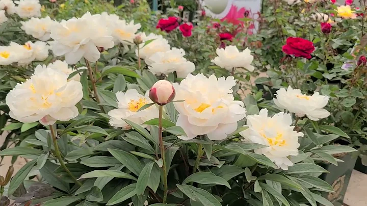 Peony Allan Rogers  - Background Story. Find Out All About This WONDERFUL Fragrant Garden Peony 👏😊 - DayDayNews