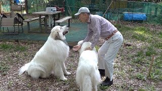 おやつが無い事を察知しお手をしないアラン　Great Pyrenees　グレートピレニーズ