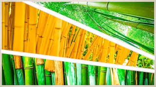 5 Reasons to Grow Bamboo in YOUR UK Garden