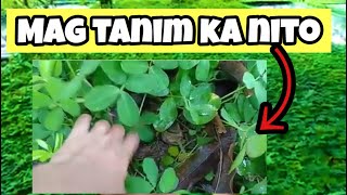 BENEFITS OF MANI MANI PLANT | HOW TO PLANT MANI MANI