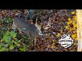 8 YARD BOW KILL on  HUGE KENTUCKY WHITETAIL HGE Episode 15 "MONSTER BUCKS and COYOTES"  (PART 2)