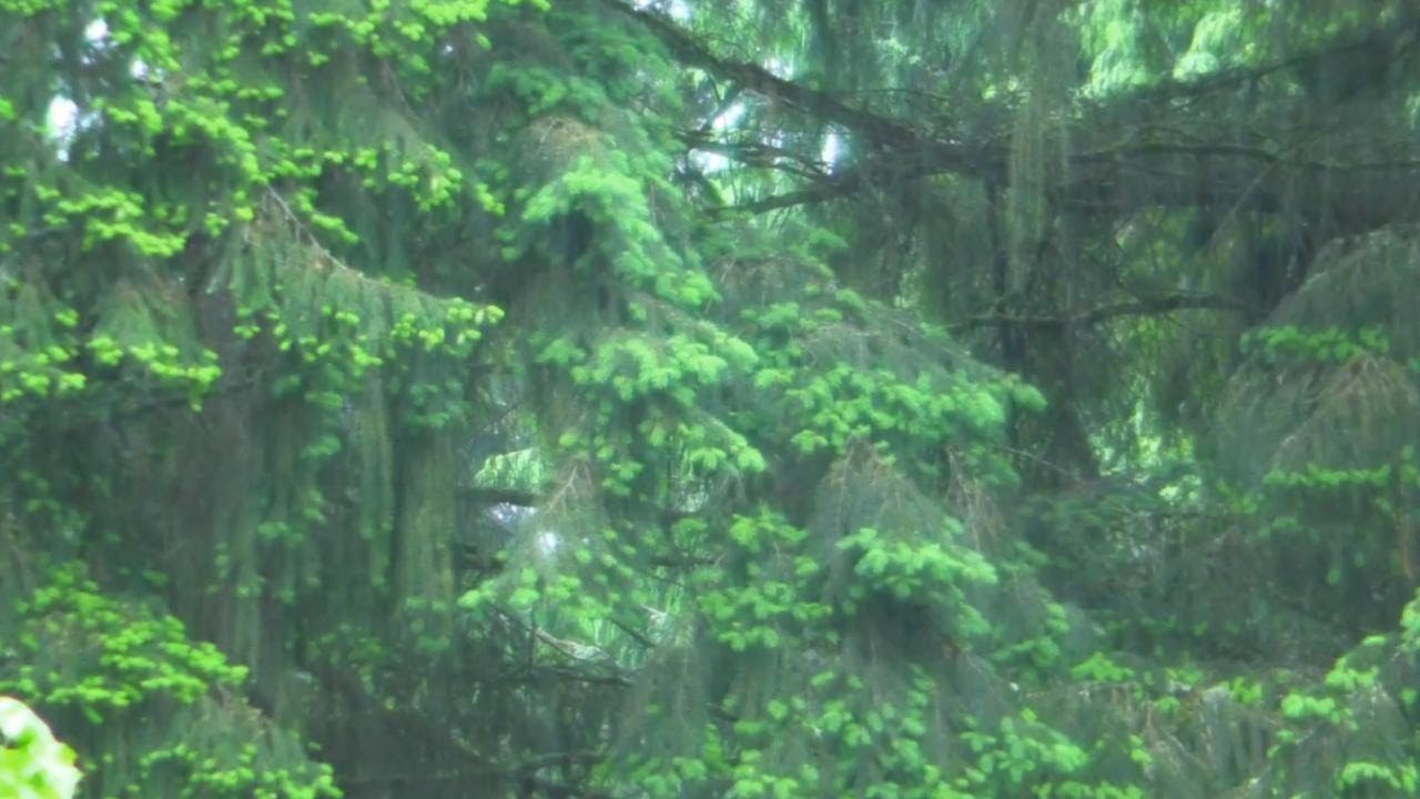 barulho-de-chuva-natural-para-dormir-bem-imediatamente-noite-chuva