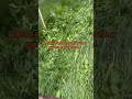 Cheap garden cover crop crusher! #soilhealth #agriculture #gardeningtips #organicfarming #notillfarm