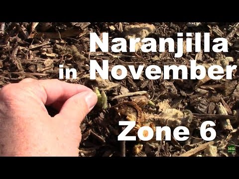ვიდეო: მზარდი Naranjilla: შეიტყვეთ Naranjilla-ს ზრდის პირობების შესახებ