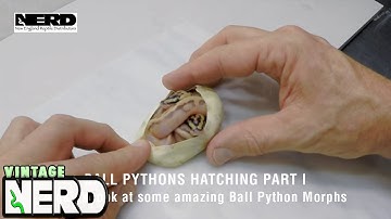 Ball Pythons Hatching Part I - A quick look at some amazing Ball Python Morphs
