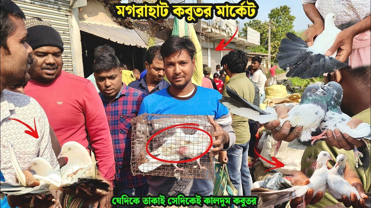 যেদিকে তাকাই সেদিকেই কালদুম কবুতর | মগরাহাট কবুতর মার্কেট