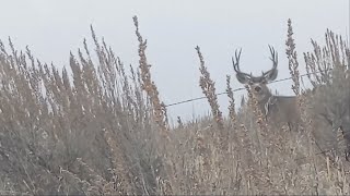 Big Buck on Timberline - November 2023 by Timberline Mountain Life 170 views 5 months ago 4 minutes, 58 seconds