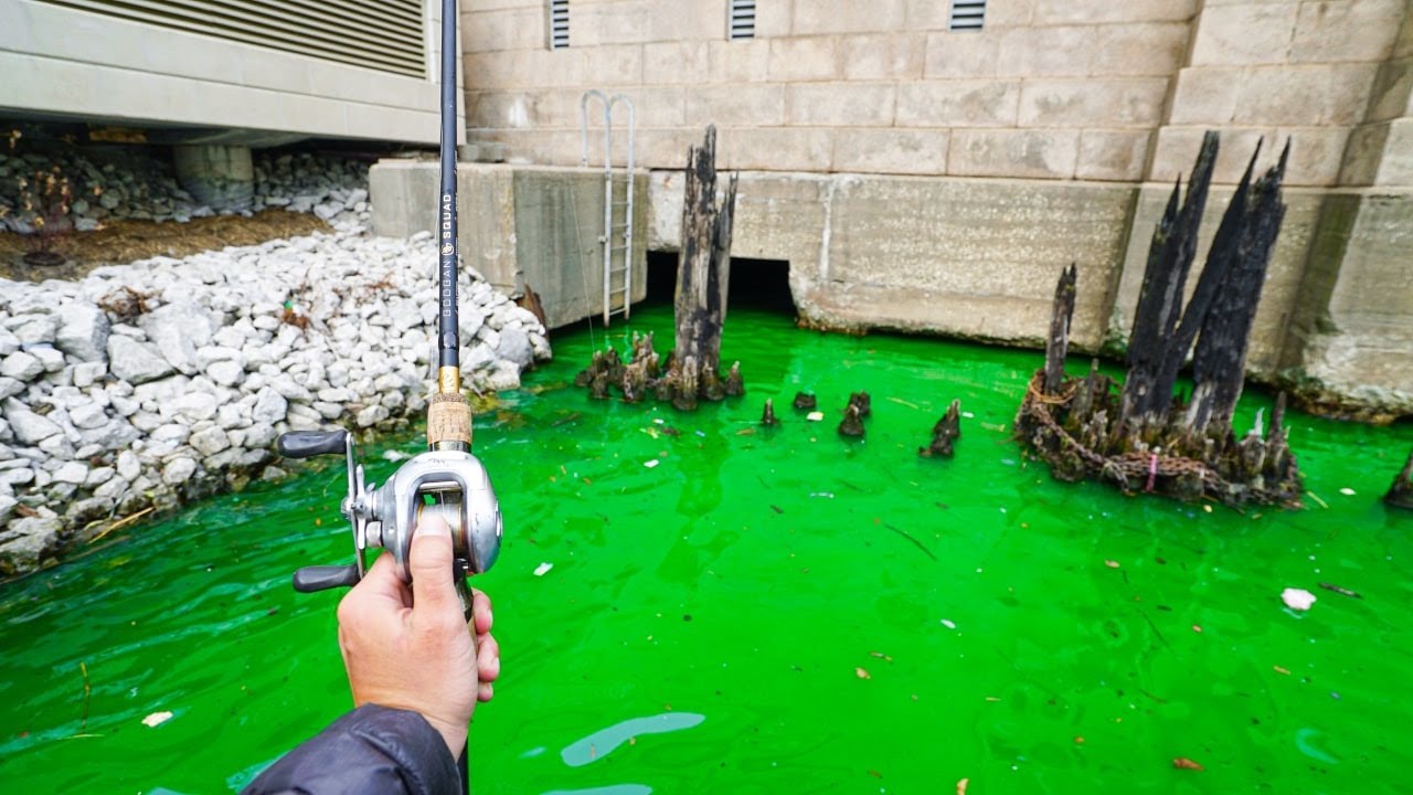 Catching Big Fish in GREEN Chicago River YouTube
