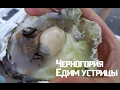 Свежая рыба на пляже / Едим устрицы / Будва, Черногория