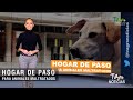 Hogar de paso para animales maltratados - TvAgro por Juan Gonzalo Angel Restrepo