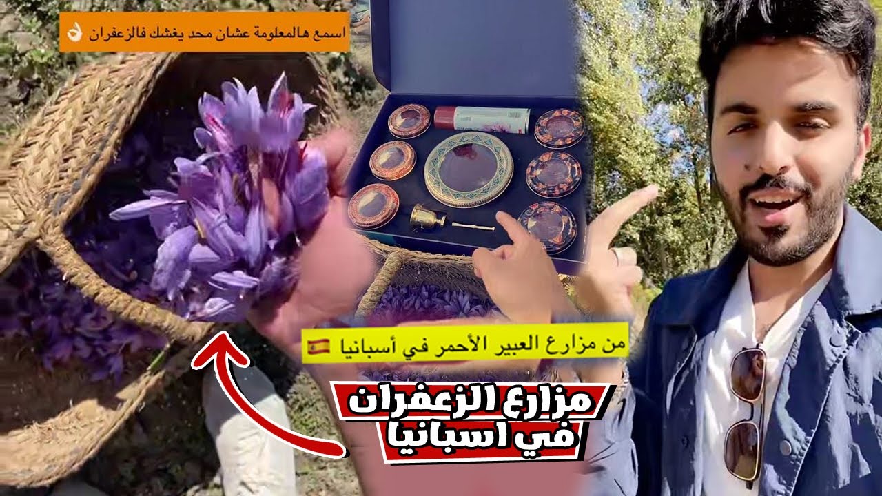 شوفو مزارع الزعفران في اسبانيا