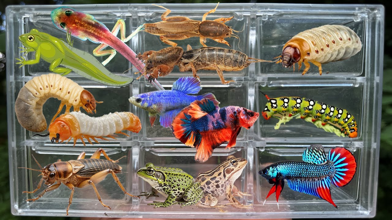 I Catching Stranger insects in the Countryside, I Got Larva Mole Cricket, Betta fish, Tadpoles,