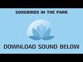 Songbirds in the park  sound effects