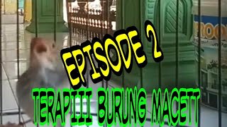 Masteran prenjak merah jantan Betina cocok buat pancingan burung macet episode 2