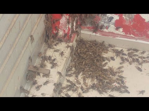 Piura: Reportan plaga de grillos en hospital de Chulucanas