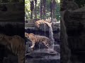 Tiger behavior in their natural habitat
