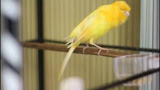 Kenari Rasmi Iran Super Grade . Gacor sangat . Bigsize . 081224663077 . Bandung .