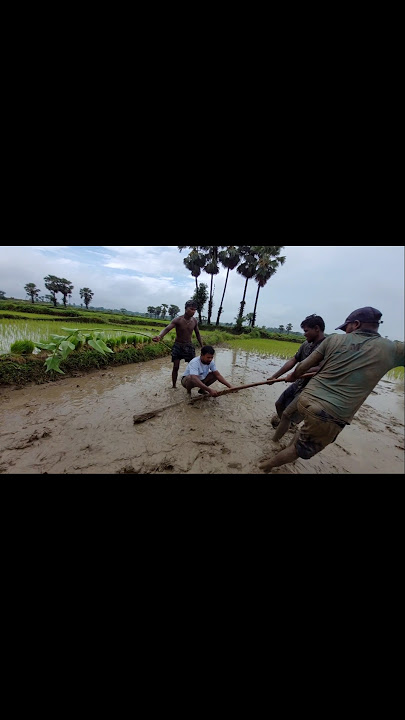 Paisa bank te hor te gi aarngom huyena/ #santhalishortvideo #sarisantali #sangritoday #funny