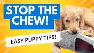How to Stop Your Puppy from Chewing Everything: Simple Tips for Owners