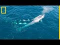 Un dron graba el ataque de un grupo de ORCAS a una BALLENA AZUL. ¡Impresionante! | NatGeo en Español