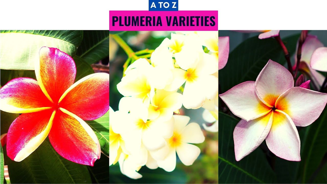 Plumeria Varieties A to Z YouTube