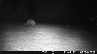 Caravan Fox 11234567890