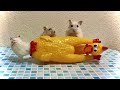 🐹ハムとチキンのパレード()【ハムスター】