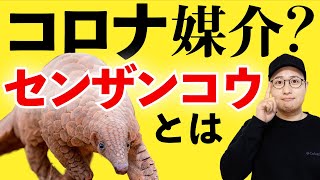 悲しくも世界で一番〇〇される…？【センザンコウの生態】