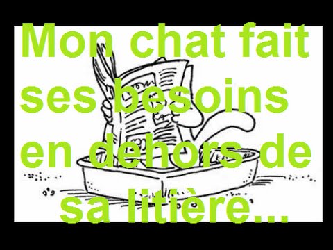 Vidéo: Pourquoi Les Chats Jettent-ils De La Litière Partout ?
