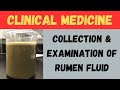 Collection and examination of rumen fluid