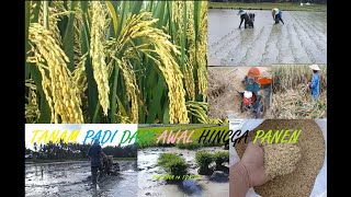 Cara Menanam Padi Dari Awal Hingga Panen Cara Menanam Padi Dari Awal Hingga Panen