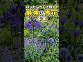 【究極のほったらかし】植えっぱなしで毎年咲く「最強の青い花」が最高すぎた 4選