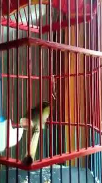 Pleci kepala hitam ngalas #blackcapped