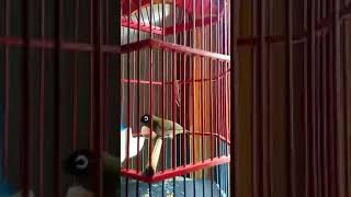 Download Lagu Pleci kepala hitam ngalas #blackcapped MP3