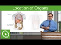 Location of Organs – Anatomy | Lecturio