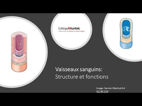 Vidéo: Diagramme Et Fonction Des Vaisseaux Et Des Nerfs Du Bassin Masculin - Cartes Corporelles