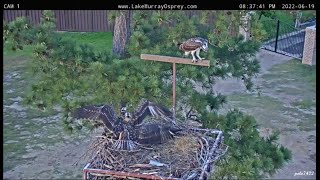 Lake Murray Osprey Jack keeps Penny &amp; Jasmine from stealing his fish 6-19-2022