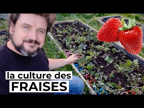 Vidéo: Schéma de plantation de fraises en pleine terre en automne: description, technologie et avis