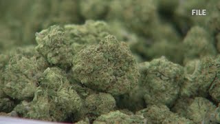 How many pounds of illegal cannabis has the New Mexico Cannabis Enforcement Bureau destroyed?