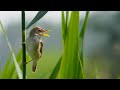 A Blyth S Reed Warbler Song Acrocephalus Dumetorum Struikrietzanger A Blyth S Reed Warbler Song Acrocephalus Dumetorum Struikrietzanger