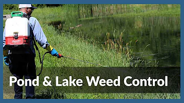 How to Manage Pond Weeds- Pond & Lake Weed Control