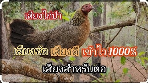 เสียงไก่ป่า เสียงดีเสียงชัดเข้าไว1000% #เสียงไก่ป่า #ไก่ป่า #อาเด็กดอย #กดติดตาม