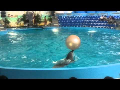 Video: Dolphinarium (Vityazevo): lub sijhawm, tshuaj xyuas