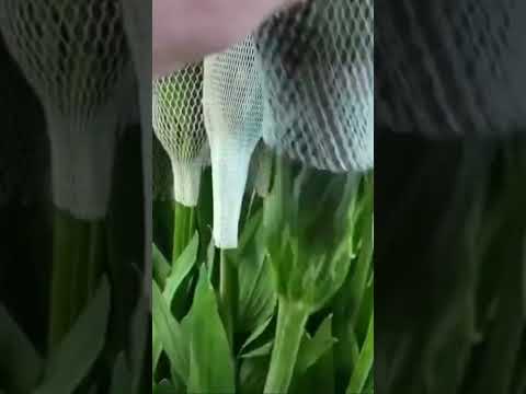 Video: Deadheading Alstroemeria Flowers - Alstroemeria Bitkilerini Kesmeniz Gerekir mi