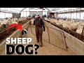 Is it too late to try?   (TRAINING MY DOG TO HERD SHEEP!): Vlog 246