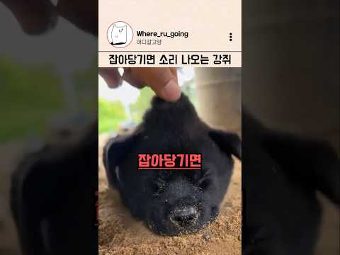 아 내 <strong>심장</strong>...잡아당기면 <strong>소리</strong> 나오는 강아지