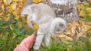 The pitiful stray cat,hit by a car and left abandoned under a tree,silently waited for death to come