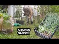 Planting kitchen garden tomatotangkhul vlognorth east vlog